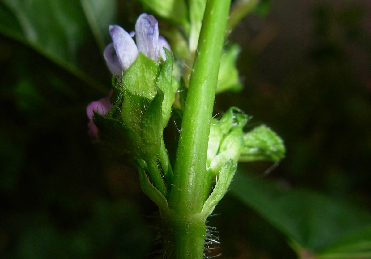 Malva nicaeensis All.